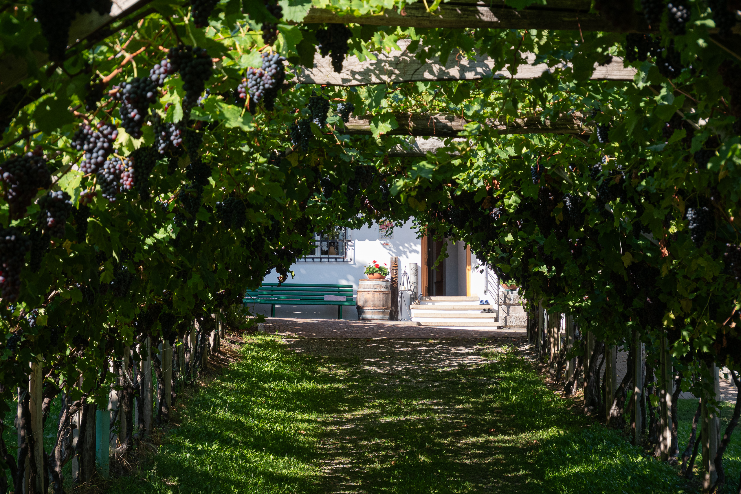 Unter der Weinpergel hindurch – reife Trauben und ein stiller Hof